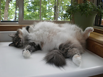 sleeping cat, sweet, cute, cat, sleeping HD wallpaper