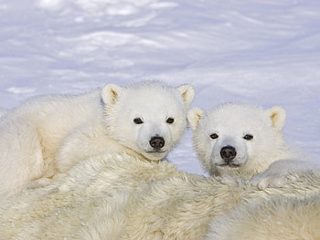Animals, Winter, Bears HD wallpaper