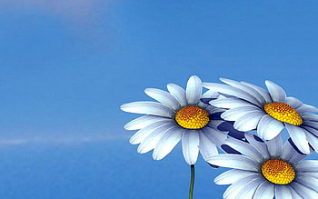 Margaritas, blue, margarita, abstract, daisy, flower HD wallpaper