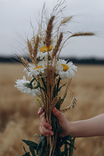 Flowers, Camomile, Hand, Bouquet, Ears, Spikes HD phone wallpaper
