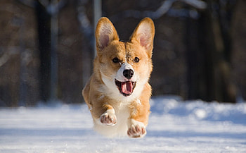 Dog, sweet, pay, dogs, puppies, cute, beautiful, beauty, playful, playful dog, puppy, dog face, pretty, animals, face, bubbles, lovely HD wallpaper