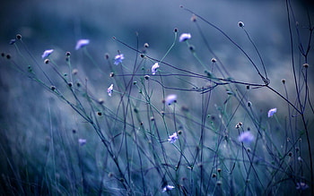 Flowers, Grass, Plant, Macro, Dark HD wallpaper