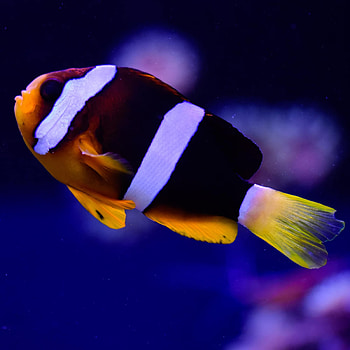 Clownfish, Ideas, Saltwater, Reef HD phone wallpaper