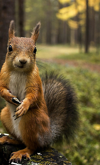Squirrel's summer shopping, delight, beach scene, Cosmopolitan critter HD phone wallpaper