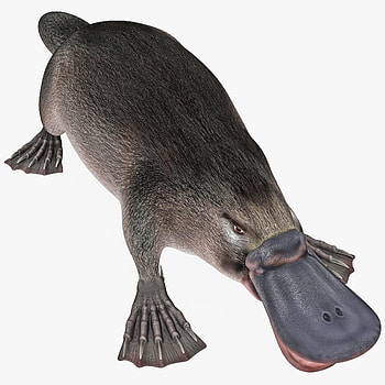 Platypus, 3D model sewing, Platypusmodel, Creative project HD phone wallpaper