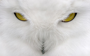Owl, Animals HD wallpaper