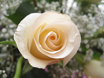 white rose, rose, white, flower, beautiful, purity HD wallpaper