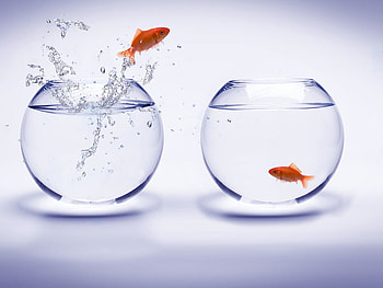 YOUR PLACE, your, better, bowl, place HD wallpaper