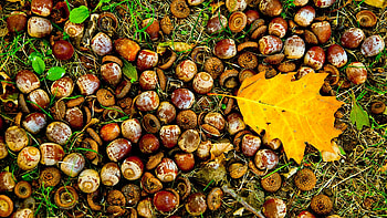 Falling leaves, Acorns, KDE store HD wallpaper