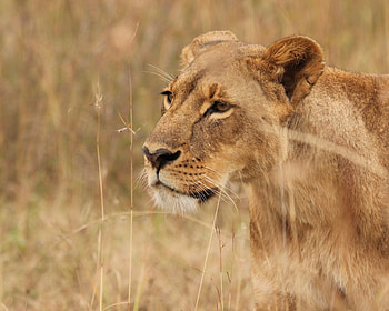 Animals, Grass, Predator, Big Cat, Lioness, Wildlife HD wallpaper