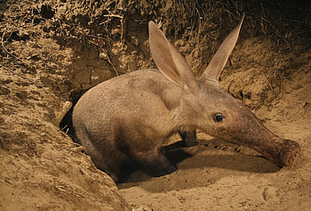 Aardvark HD wallpaper