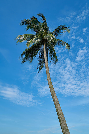 Nature, Sky, Clouds, Palm, Tropics HD phone wallpaper