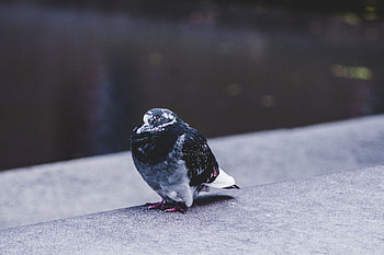 Animals, Bird, Is Sitting, Sits, Dove HD wallpaper