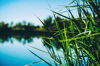 Water, Grass, Leaves, Shore, Bank, Macro, Basin, Cane, Reed, Rogoz, Typha HD wallpaper