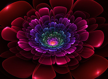Tropical Bloom, Beautiful, Flower, Gorgeous, Fantastic HD wallpaper