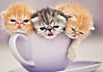 Cup of cuties, kitten, animal, cute, cat, cup, orange, ginger, purple, funny HD wallpaper