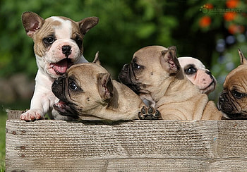 Friends, animal, dog, puppy, friend, pet HD wallpaper