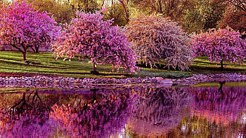 Spring Blossoms, river, reflection, cherry, trees, blooming, water HD wallpaper