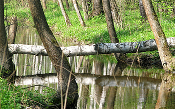 Nature, Rivers, Trees, Reflection HD wallpaper