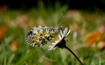 Summer Butterfly, summer, butterfly, field, daisy, flowers HD wallpaper