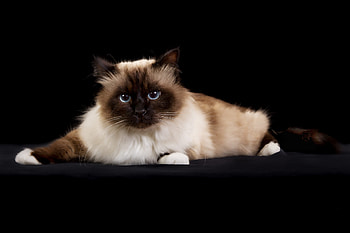 Birman, Zooplus magazine, Brilliant breed, Cat and kitten HD wallpaper