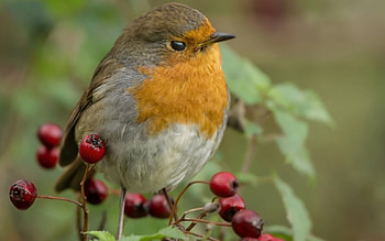 Robin, bird, cute, pasare, berry, branch, green, yellow, red HD wallpaper