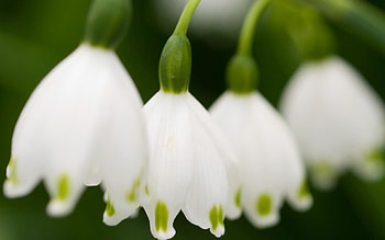 Close-up, Lilies of the Valley HD wallpaper