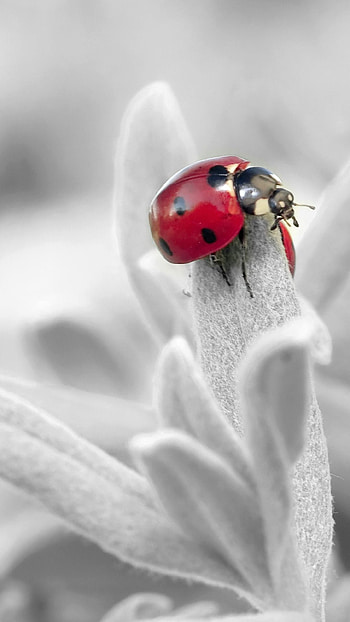 Beetle insect , Mobile backgrounds, Insect's armor, Exquisite details HD phone wallpaper
