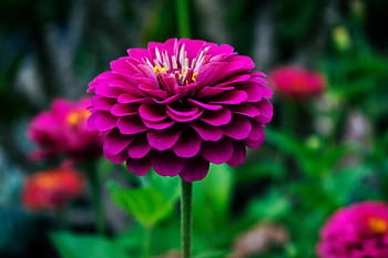 A striking close-up of a pink dahlia flower with lush greenery in the background. HD wallpaper