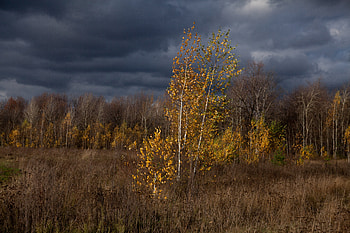 Nature, Trees, Autumn, Clouds HD wallpaper