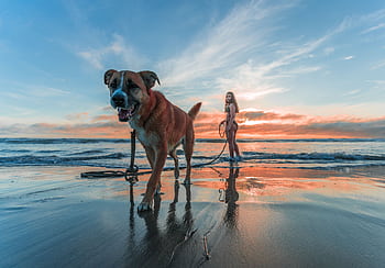 A woman and her dog enjoying a sunset walk along Encinitas Beach, CA. HD wallpaper