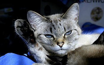 STEAMY EYES KITTY, fur, kitty, cat, steamy eyes, feline, paw HD wallpaper