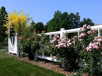 garden fence, pink, roses, fence, garden, nature, flowers HD wallpaper