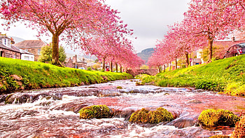 CHERRY BLOSSOMS, cherry bloosoms, sakura, blooming, nature, flowers, water, rocks HD wallpaper
