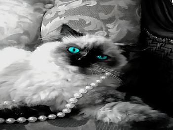 over worked, fat, kitty, spoiled, loved, himaliyan HD wallpaper