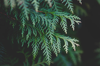 Nature, Branch, Needles, Cypress, Thuja HD wallpaper