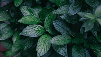 Strobilanthes crispa, Green Leaf HD wallpaper