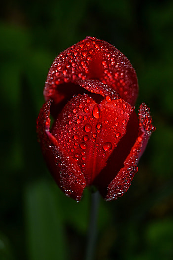 Drops, Flower, Macro, Tulip HD phone wallpaper