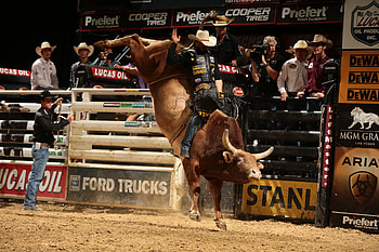 Discounted bullriding , Action-packed sport, Energetic atmosphere, Riding challenges HD wallpaper