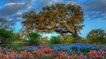 Dawn's Early Light, blossoms, tree, park, morning, colors, spring HD wallpaper
