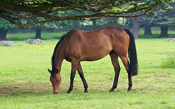 Animals, Horses HD wallpaper