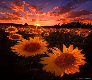Sunrise sunflowers, sunflowers, morning, field, sunrise HD wallpaper