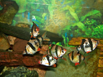 tiger barbs, fish, barbs HD wallpaper