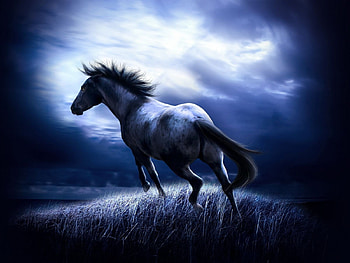 wild and , horse, grass, sky, field HD wallpaper