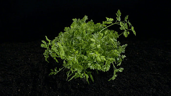 Parsley herb, Tasty and healthy, Chervil herb, Culinary versatility HD wallpaper