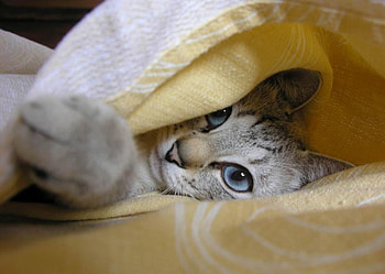 I am not here, cat, hiding, animals, pets HD wallpaper