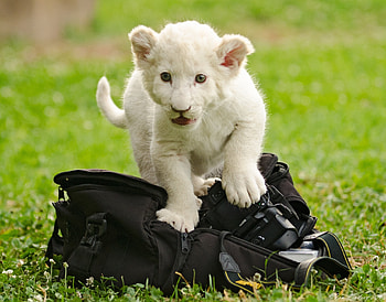 Animals, Kitty, Kitten, Bag, Lion Cub HD wallpaper
