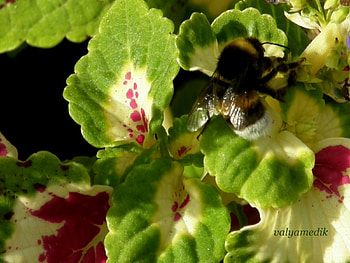 Insects, Bees HD wallpaper