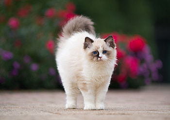 Kitten, pisica, animal, white, siamese, cute, cat HD wallpaper