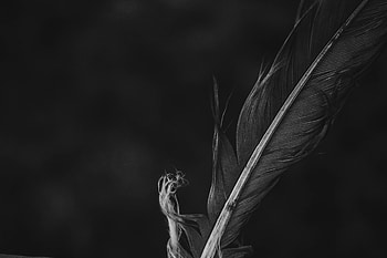 Feather, Macro, Close-Up, Bw, Chb, Pen HD wallpaper